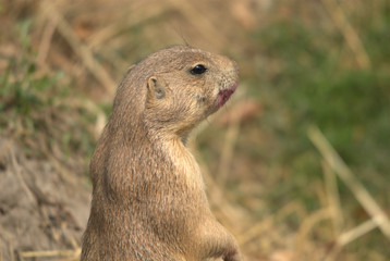 Schwarzschwanz Präriehund