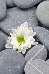 Still life with white flower and gray pebbles