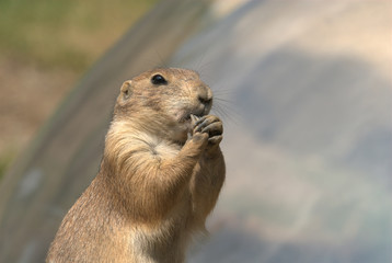 Schwarzschwanz Präriehund