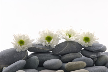 Obraz na płótnie Canvas Row of beautiful white daisy on pebble stones