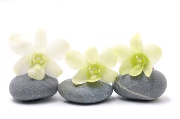 Row of orchid with stones