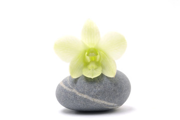 Fototapeta na wymiar Beautiful orchid with zen stone