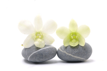 Fototapeta na wymiar Pair of orchid on zen stone