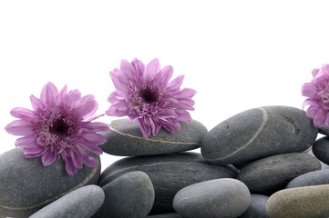 Fototapeta na wymiar Pebbles stack with pink daisy