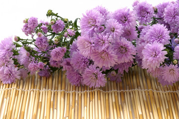 Laying down pink daisy flower