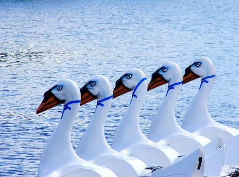 schwan #1