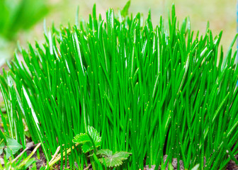 Little Green onion on garder bed