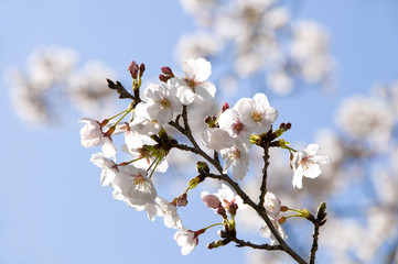桜