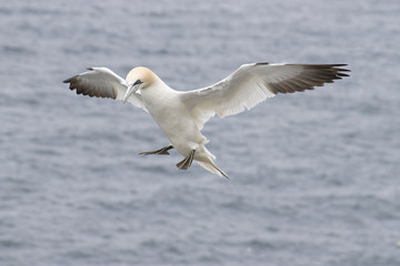 Gannet (Morus bassanus)