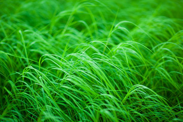 Healthy grass. Selective focus.