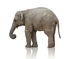 Papier Peint photo Éléphant veau d& 39 éléphant