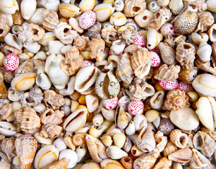 sea shells