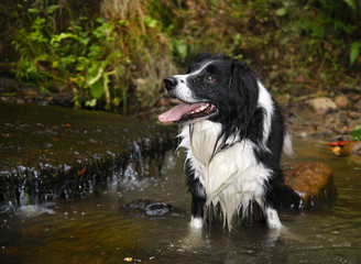 Black and white dog in a river
