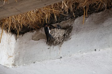 Futterung der Schwalbenkinder