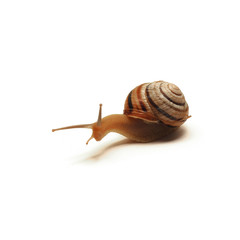 snail