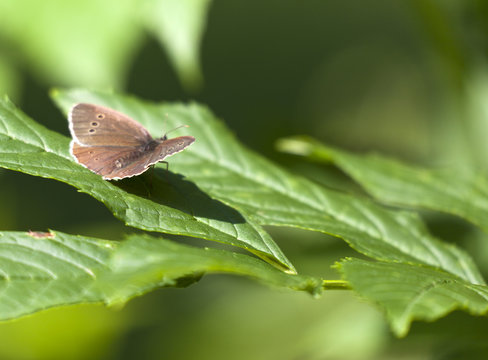 brauner waldvogel