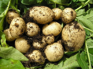 A bunch of fresh new potatoes