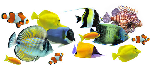 Naklejka premium group of fishes