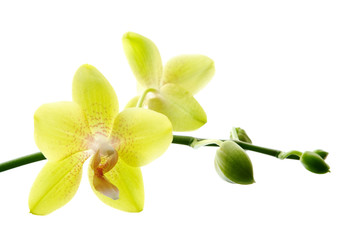 Fresh yellow orchids isolated on white background