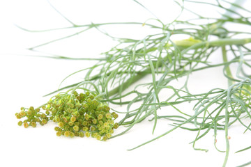Fresh dill plant
