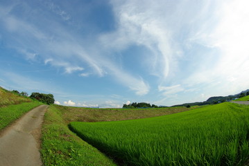 稲と空と道