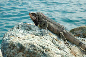 Iguana