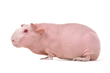 Red-Eyed Skinny Guinea Pig