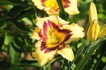 Fototapeta premium El Desperado-Taglilie