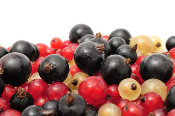 Black, Red And White Currants