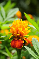 Marigold