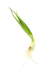 Fototapeta premium Spring Onion