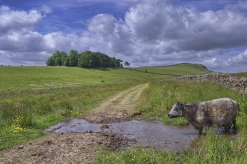 Cow at a waterhole