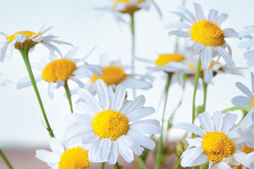 chamomile