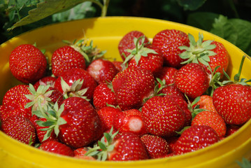 Strawberries