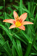 Obraz premium Orange lily flower