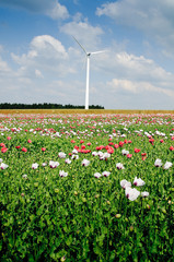 Windenergie im bunten Mohnfeld hochformat