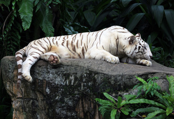 Fototapeta premium Rare White Tiger