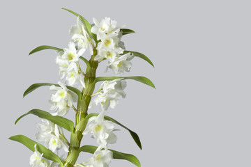 White flowering dendrobium