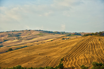Fototapeta premium campo di grano con albero