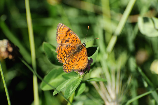 Farfalla Arancione