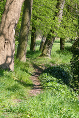 Chemin en sous-bois