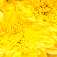 chrysanthemum