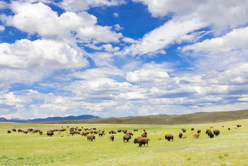 Wild bison's