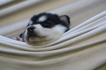 Siberian Husky Welpe in der Hängematte