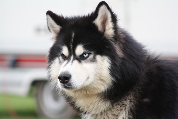 Siberian Husky mit blauem und braunem Auge