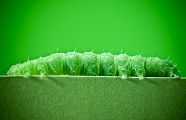 Green caterpillar on green background.