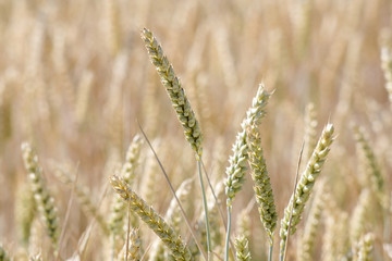 golden wheat field in summer
