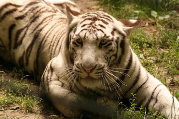 Tigre blanc royal