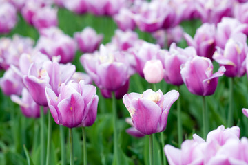 Obraz na płótnie Canvas blooming tulips in springtime