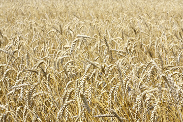 field of wheat